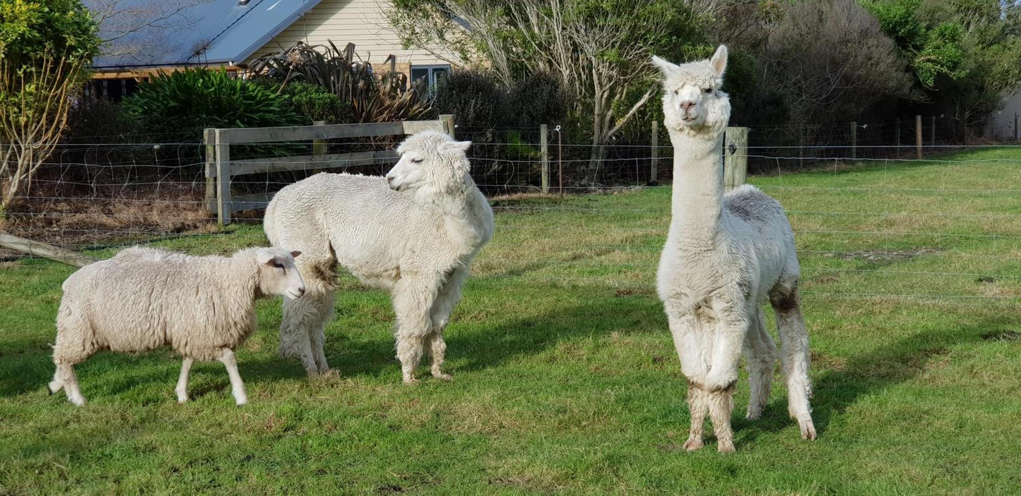 Awatea Country Bed & Breakfast Kaikoura Exterior foto