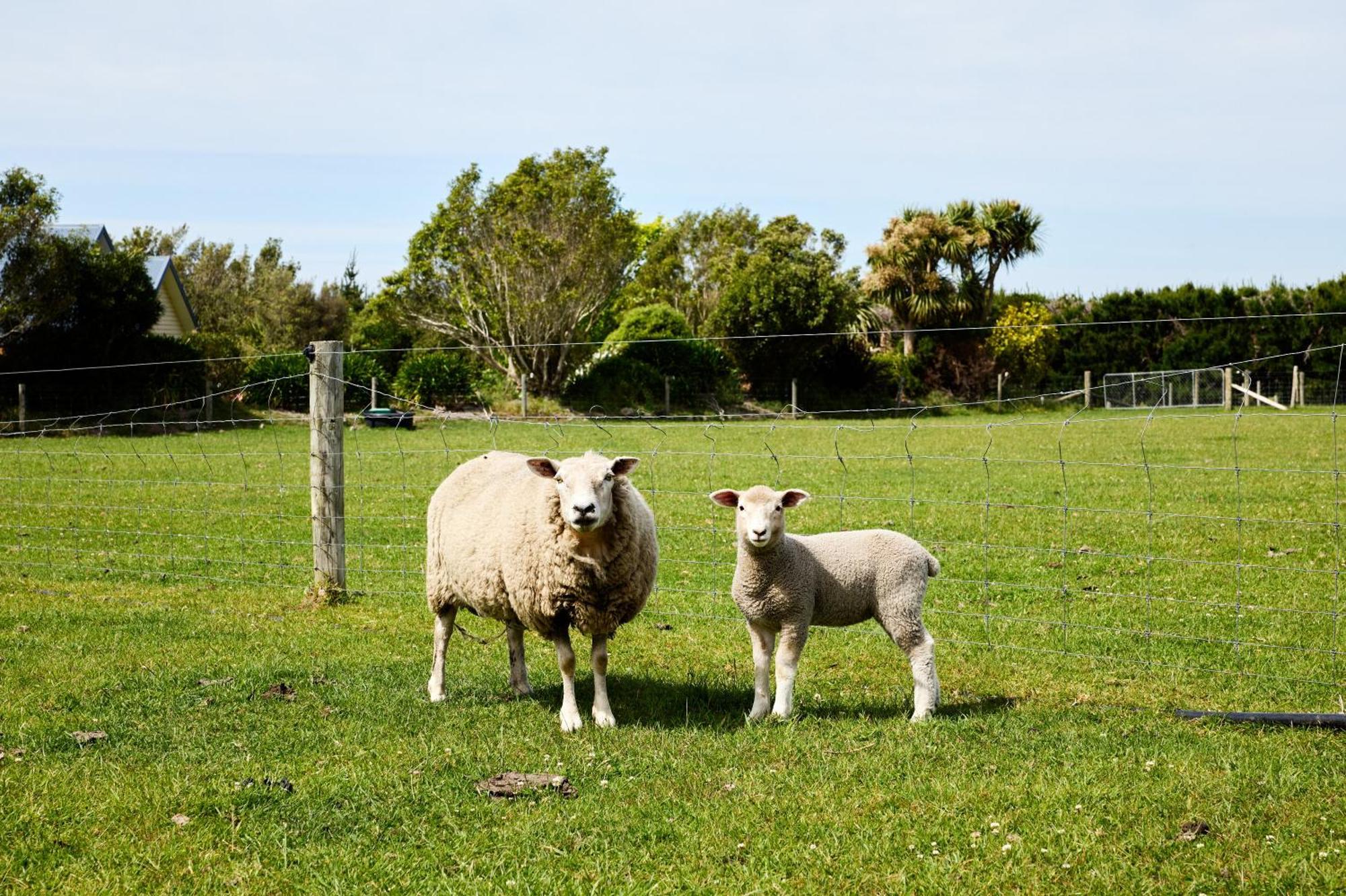 Awatea Country Bed & Breakfast Kaikoura Exterior foto